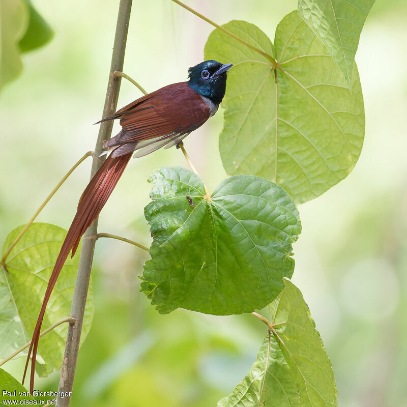 Image of Nusa Tenggara Paradise-flycatcher