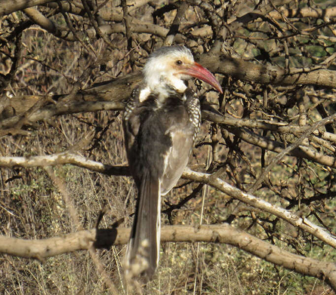 Image of Damara Hornbill