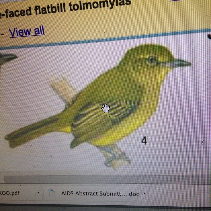 Image of Olive-faced Flatbill