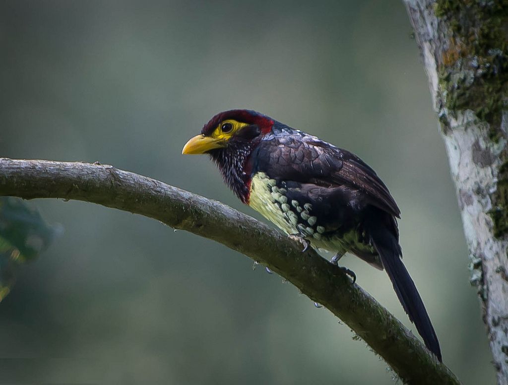Image of Western Yellow-billed Barbet