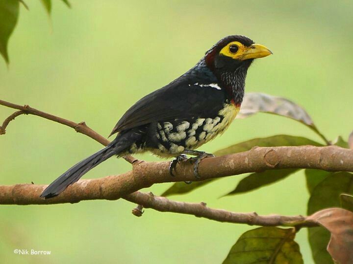 Image of Eastern Yellow-billed Barbet