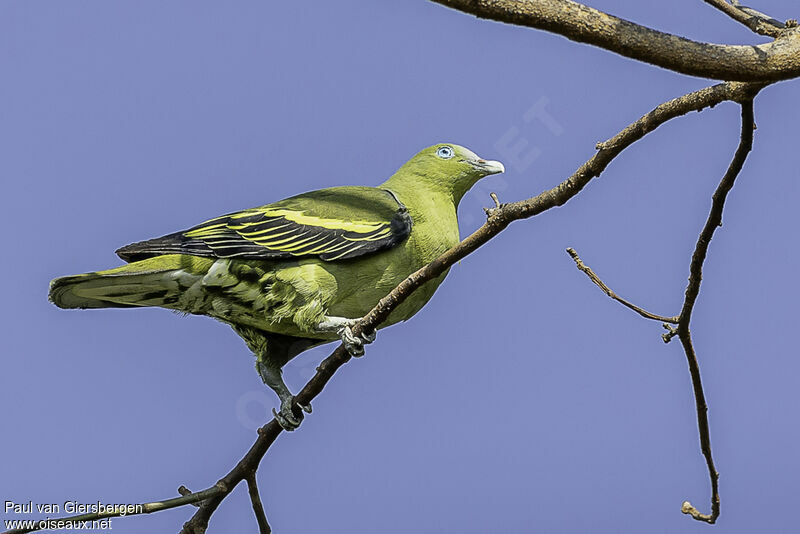 Image of Philippine Green-pigeon