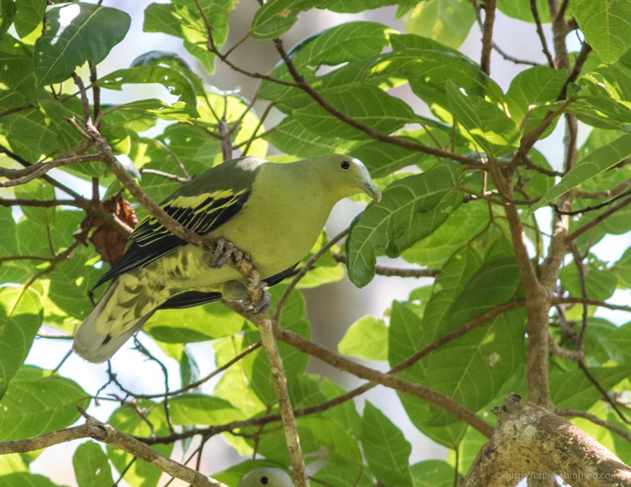 Image of Andaman Green-pigeon
