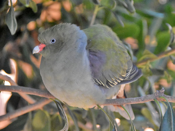 Image of Grey-breasted Green-pigeon