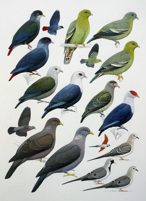 Image of Comoro Green-pigeon