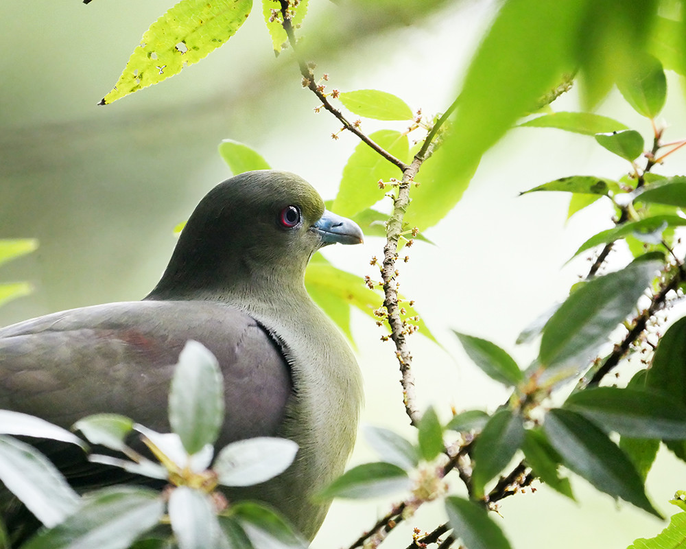Image of Ryukyu Green-pigeon
