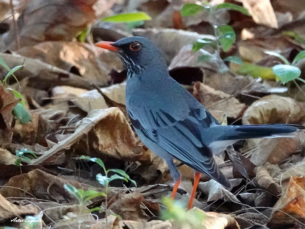 Image of Eastern Red-legged Thrush