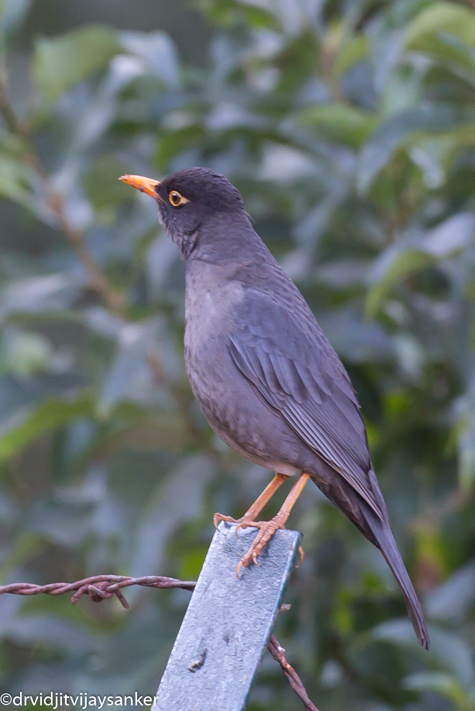 Image of Indian Blackbird