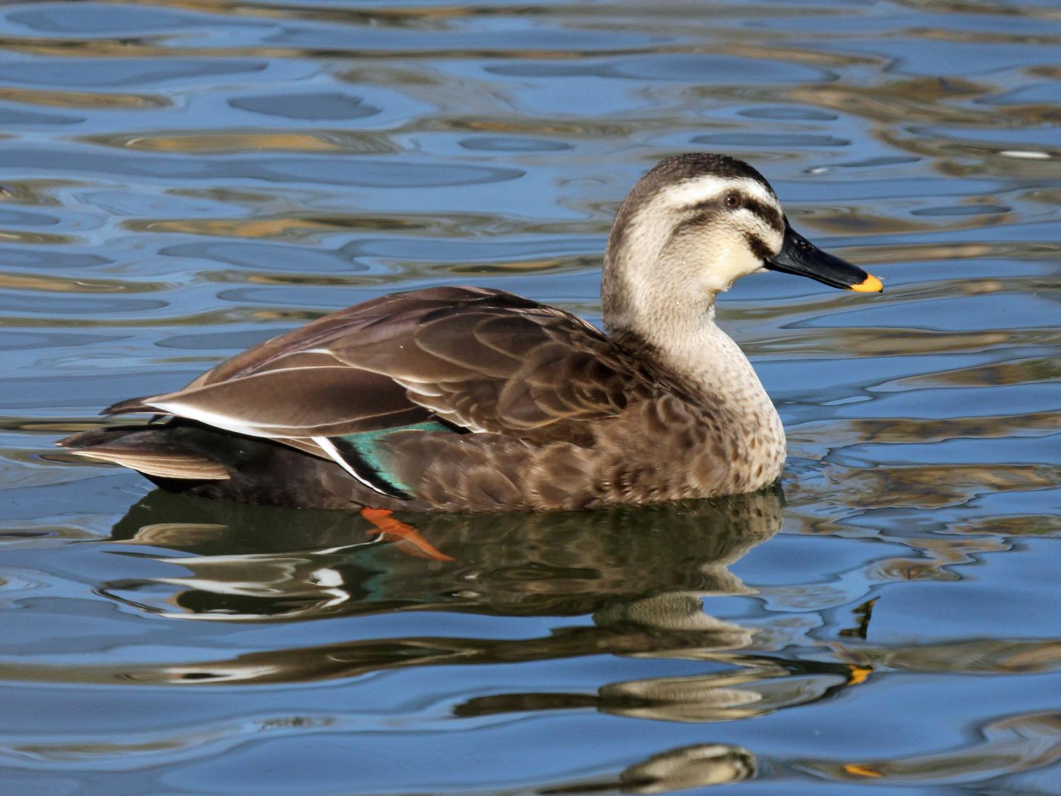 Image of Chinese Spot-billed Duck