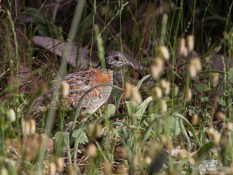 Image of New Caledonian Buttonquail