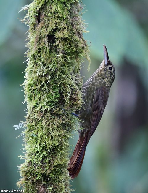 Image of Southern Spotted Woodcreeper