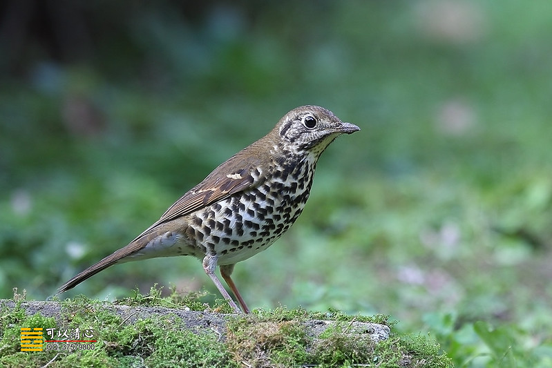 Image of Sichuan Forest Thrush