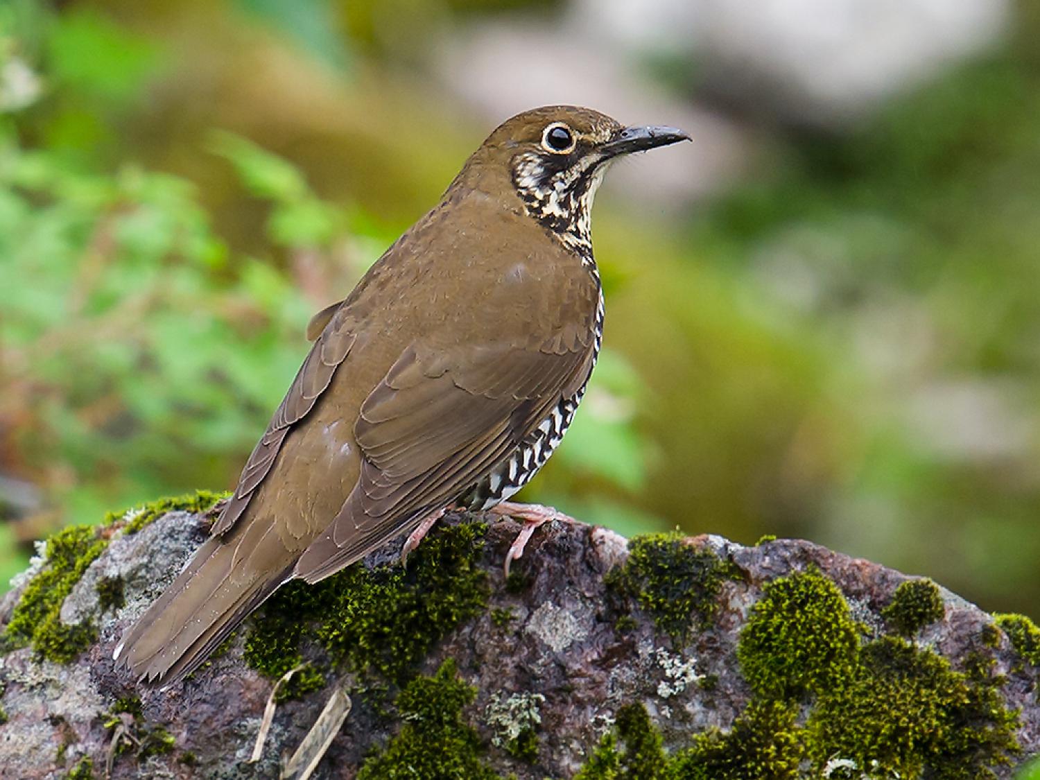 Image of Himalayan Forest Thrush