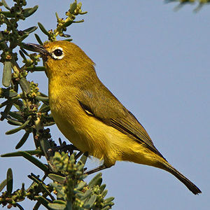 Image of Kenya White-eye