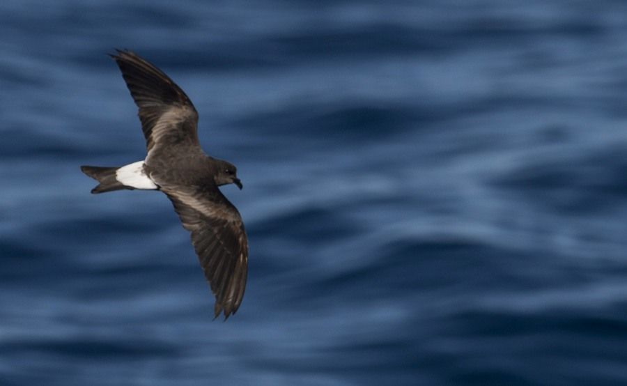 Image of Townsend's Storm-Petrel