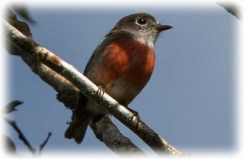 Image of Pacific Robin