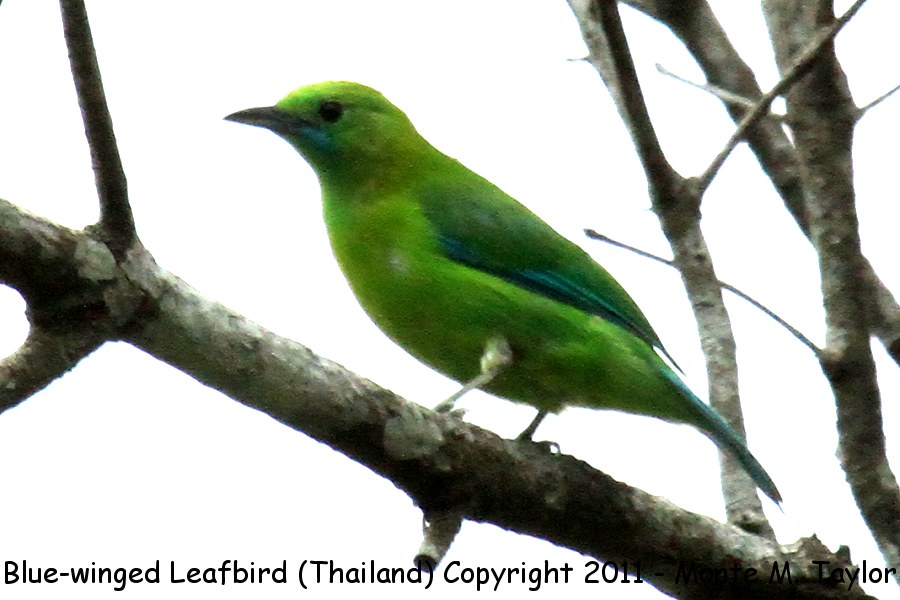 Image of Blue-winged Leafbird
