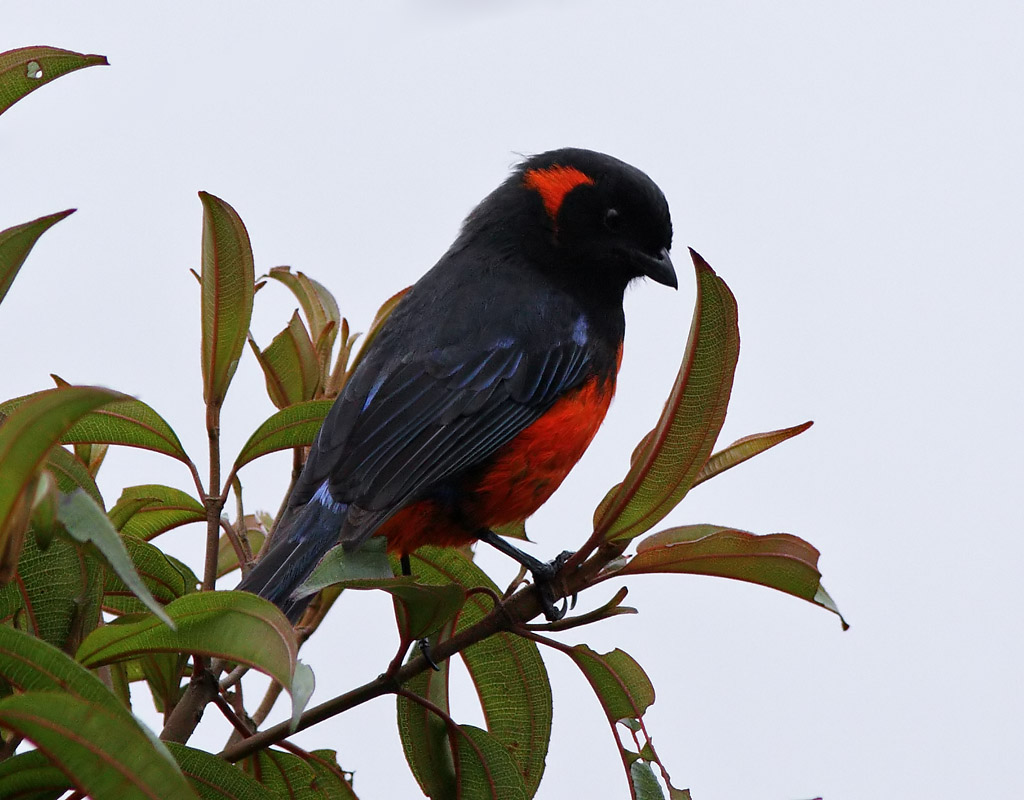 Image of Scarlet-bellied Mountain-tanager