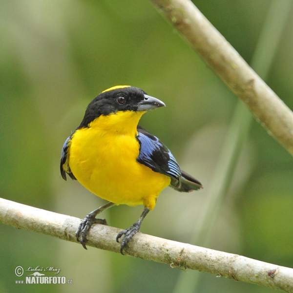 Image of Bolivian Mountain-tanager