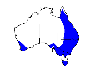 Image of Range of Laughing Kookaburra