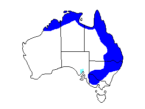 Image of Range of Blue-faced Honeyeater
