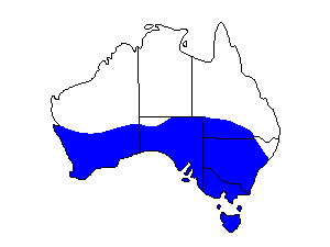 Image of Range of White-fronted Chat