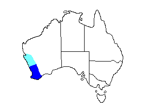 Image of Range of Western Thornbill