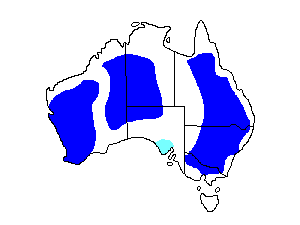 Image of Range of Western Gerygone
