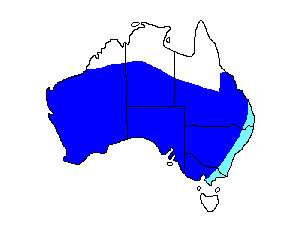 Image of Range of Red-capped Robin