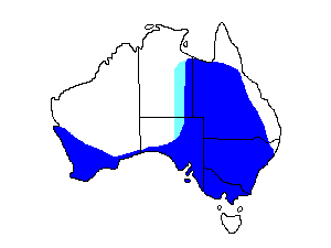 Image of Range of Australian Raven